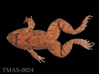 藏品(福建大頭蛙)的圖片